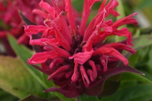 Monarda 'Bee Mine Red'
